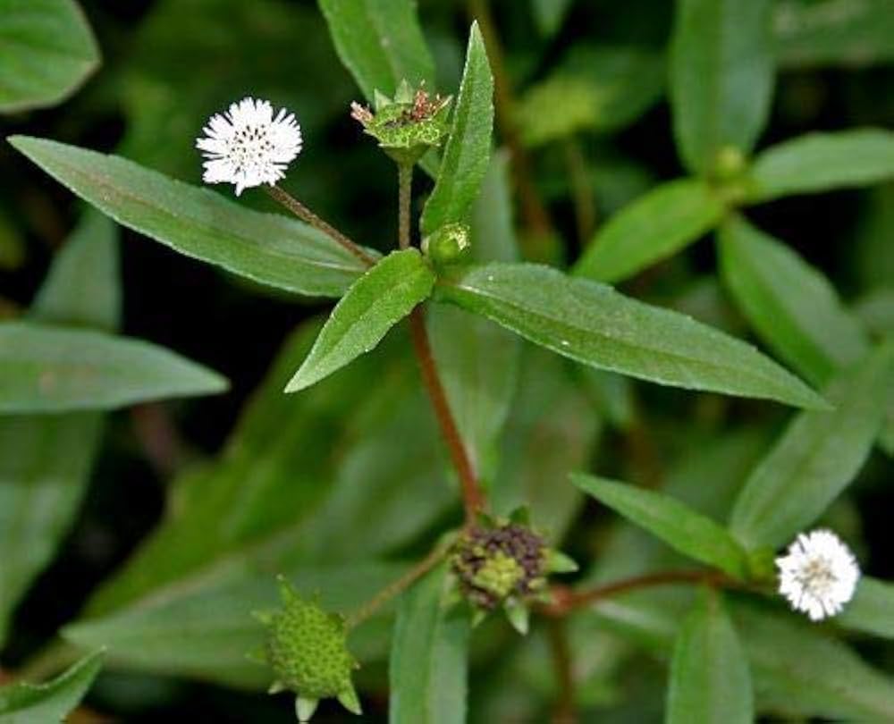 Bhringraj Herb