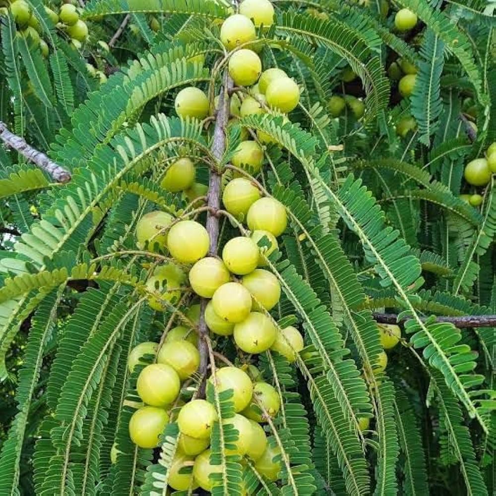 Amla Fruit